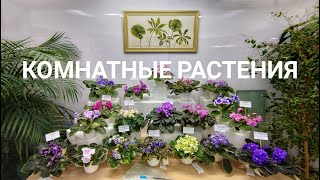 Выставка комнатных растений и кактусов 2021 в биомузее. Фиалки, азалии и другие комнатные растения.
