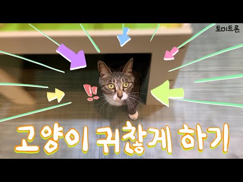 [장난감 나라의 트론이] <strong>EP</strong>. 84 고양이 귀찮게 하기 │ Bothering A <strong>Cat</strong>