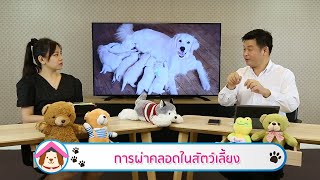 การผ่าคลอดในสัตว์เลี้ยง | รายการ pet care onair