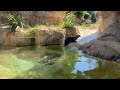 September 14 - Giant River Otters