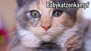 Babykatzenkampf Akinapets