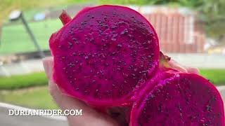 Durianrider What I Ate Today Thailand Edition