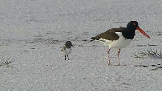 American Oystercatcher Banded AE ARCHIE Three Chicks FtD May 16 2024 FourDaysOld