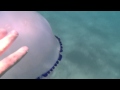 medusa gigante a catanzaro