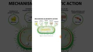 Antibiotics as per mechanism of action