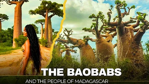 Why the Baobab Tree is the Most Important Tree in Madagascar?