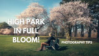 Spring in Toronto | High Park Cherry Blossoms & More