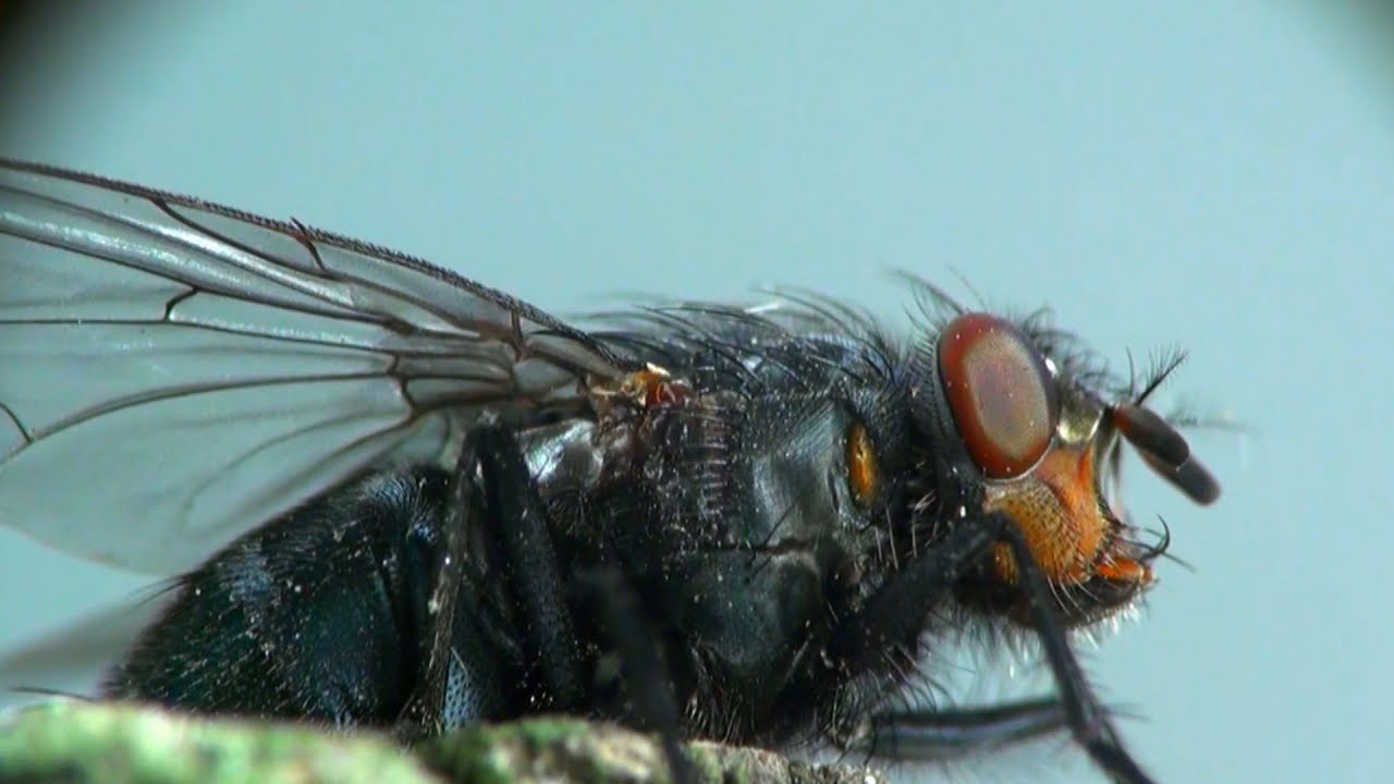Why Is It So Hard to Swat a Fly?