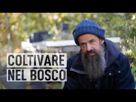 Video: Cos'è una felce macho: come coltivare una felce macho di Biserrata