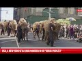 Usa, a New York sfila una mandria di 40 "bufali pupazzi"