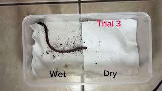 Worm Lab - Test 2, Trial 3