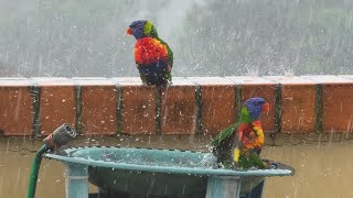 Birds in the Rain - Rainbow Lorikeets &amp; Pigeons
