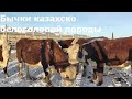 Бычки казахско-белоголовой породы (часть 1)/Kazakh white-headed breed of beef cows (ENG SUB)