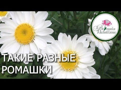Пузикин Д. Н. Ромашки 50x40 cm 1993年 ТАКИЕ РАЗНЫЕ РОМАШКИ - YouTube