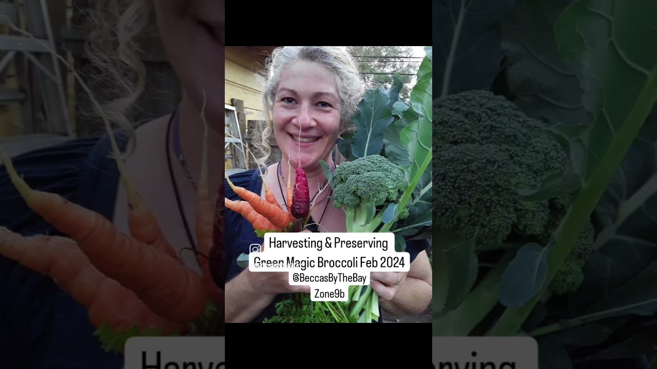 Broccoli Harvest Green Magic zone 9b Texas Feb 2024 