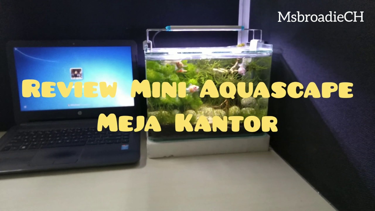 Review Mini Aquascape Meja  Kantor  Setelah 1 Bulan YouTube