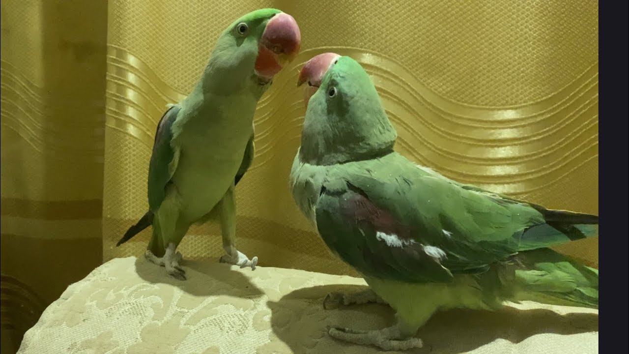 Indian parakeets making love with eachother #asmr #parrot #birdsavairy (Episode-74)