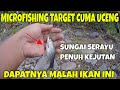 bang udin microfishing di sungai serayu dapat babon melem pake umpan jitu, padahal target cuma uceng