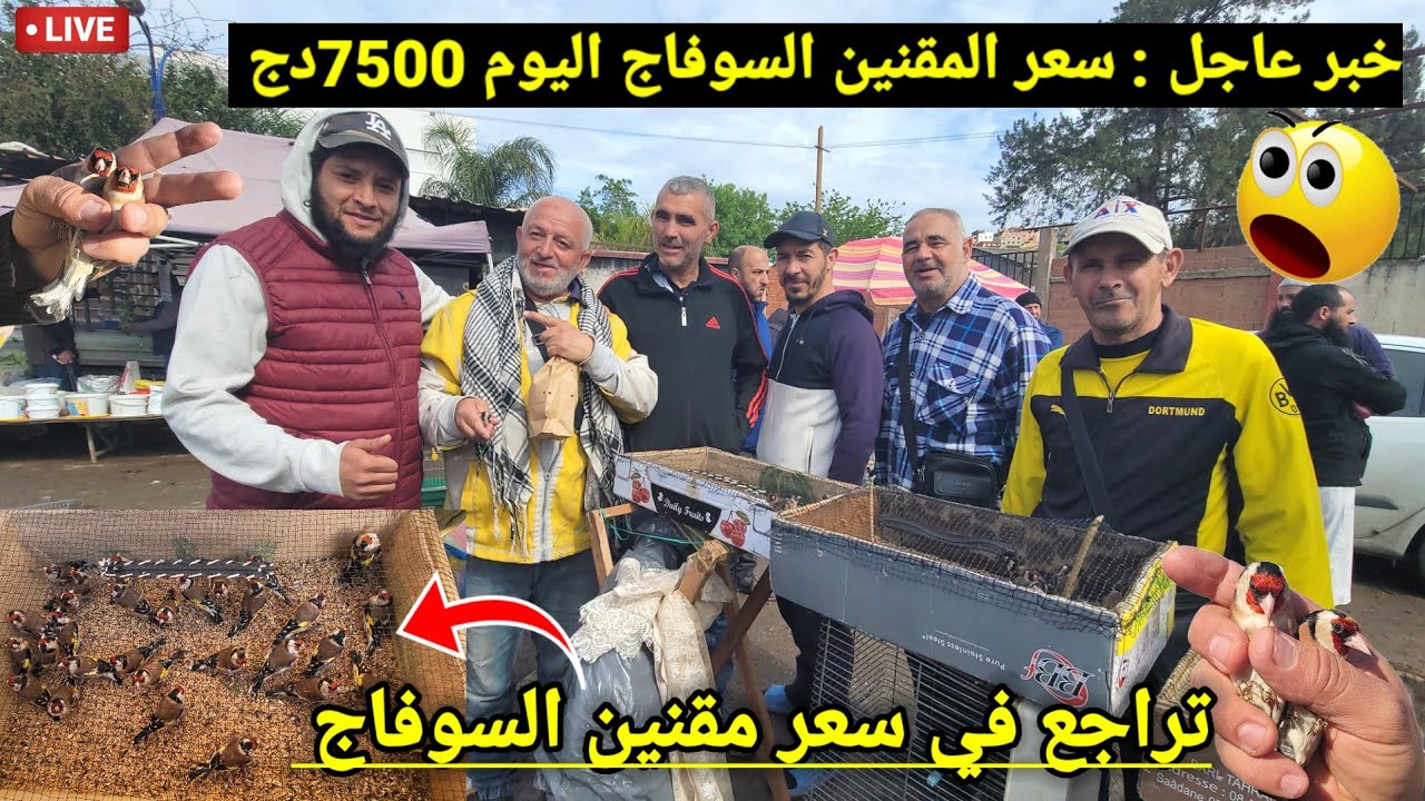 🔴 خبر عاجل سعر المقنين السوفاج تاع السابة و صل سعره 7500دج من سوق بودواو للطيور اليوم !؟ الحسون 