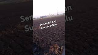 tanam bawang merah, #music #sawah #shotsvideo #tanambawangmerah #bantusubscribe
