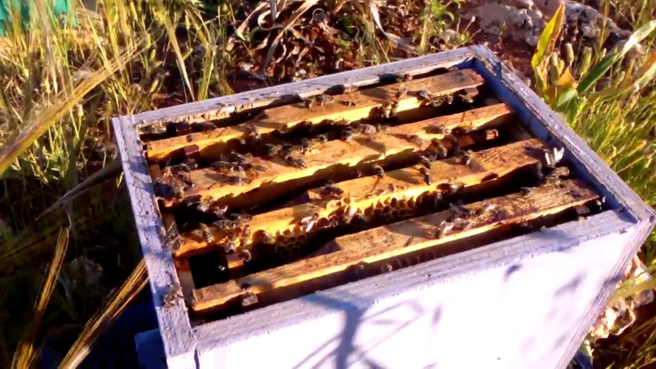 كيفية أخد بيوت ملكية ووضعها في نواة