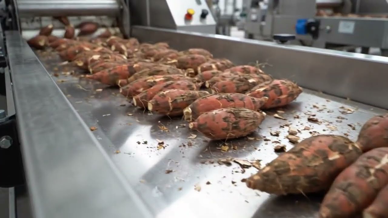 How Cassava Flour Is Made in Mega Factories | Inside America’s Largest ...