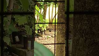 SPOTTED: Bird bath moment #animals #life #tree #water #relaxing