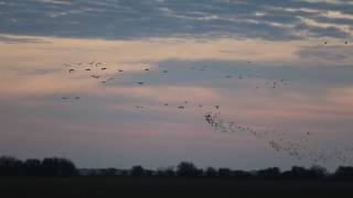 Waterfowl Migration into the Thunderbird Hunting Club