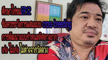 ศึกษาไก่ชนEP.12 ข้อควรระวังการผสมแบบcross-breedการพัฒนาที่กำหนดทิศทางยากเก่ง-ไม่เก่งไม่ต่างจากวัดดวง