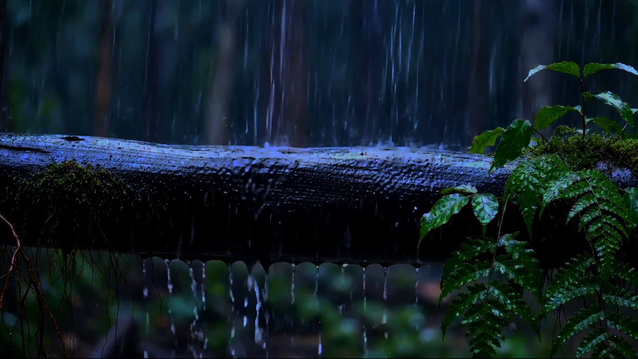 💧 Night Rain in a Lush Forest — Soothing Rain Sounds for Deep Sleeping ...