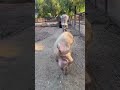 Chaotic Farm Horses Funny Daily Moments#FunnyHorses #HorseFails #SillyHorses