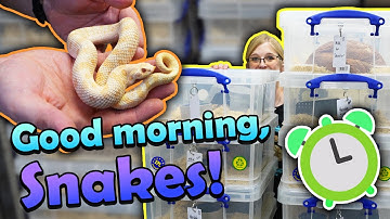 Taking our Snakes out of Brumation! (2025)