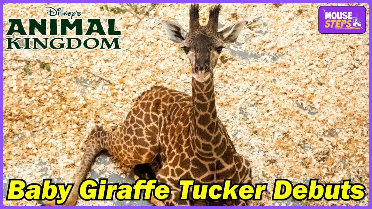Baby Giraffe Tucker Born at Disney's Animal Kingdom (Official Video