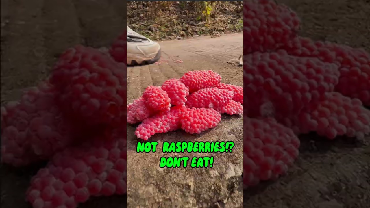 🚨 Don’t Touch These “Berries” on the Wall! 🐌