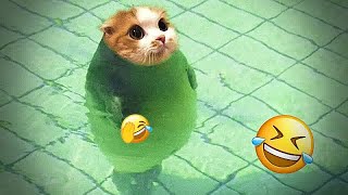 Best Funniest Animal Videos 2024🤣🦮Funny Dogs And Cats Videos Of The year🐶part 11