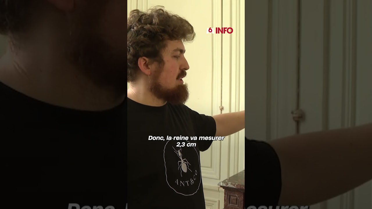 Un trafic de fourmis démantelé au Kenya