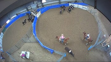 Big Sky Ranch Sorting Saddle Series #5 - #5 - Round #1 - Ride #28