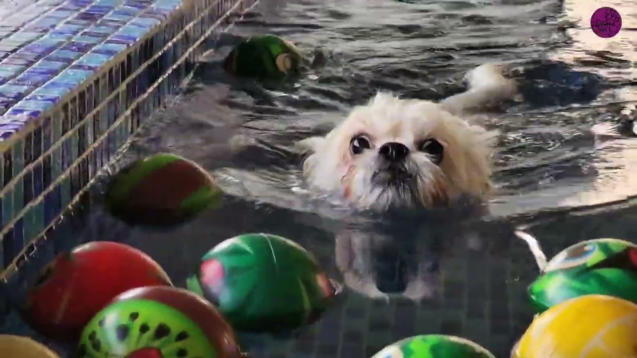 Maltese Dyno’s Swimming Pool Vibes 🏊‍♂️🐶 | Holiday Splash Fun