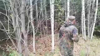 Охота на медведя в Удмуртии 5 сентября 2019г. Из под собак