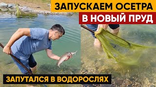 Запускаем осетра в новый пруд | Зарыбление осетра