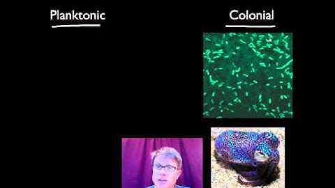 Evolutionary Significance of Cell Communication