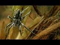 The Raft Spider is the Perfect Underwater Predator | Deadly 60 | Earth Unplugged