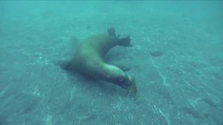 Southern california is home to the sea lion. these marine mammals are
adapted incredibly well a life under water. this video briefly
explai...