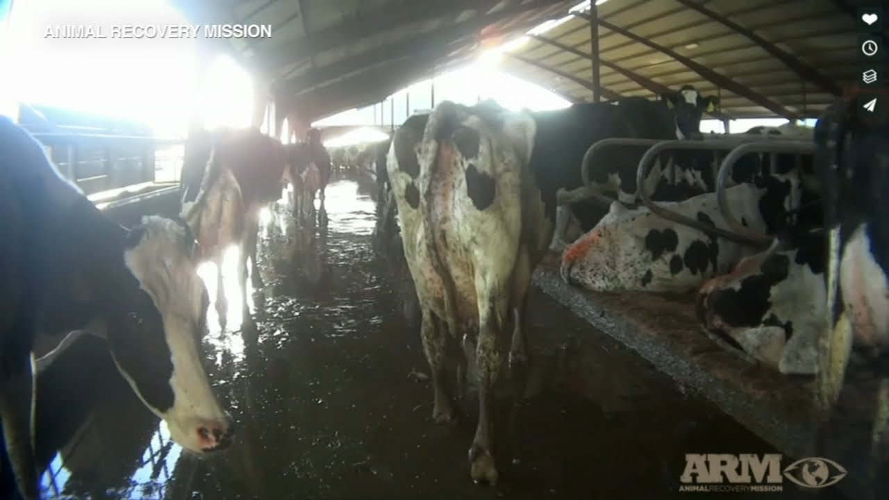 Undercover Videos Show Alleged Abuse at Organic Dairy Farm - YouTube