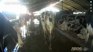 Undercover Videos Show Alleged Abuse at Organic Dairy Farm