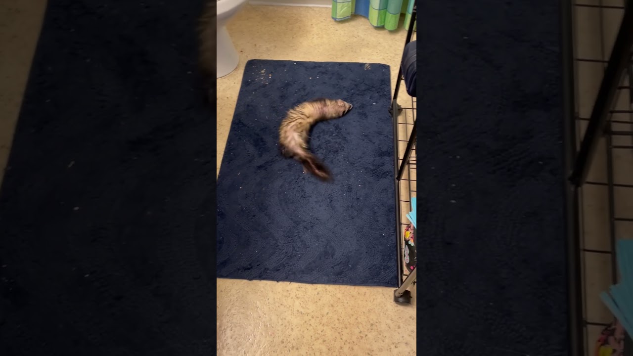 #ferret