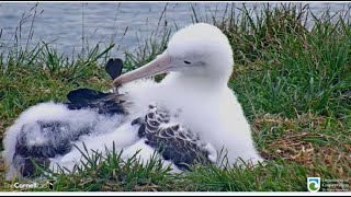 Royal Albatross ~ Tiaki Zipping & Preening Her Feathers! Big Stretches & Moving Around Hill  6.25.21