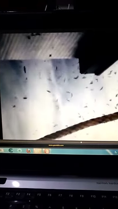 Suara walet sp elang