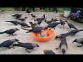 Crow fight scene - Crow bird Fight for Food | কাকের ডাক Crow Sound Crow ki Awaz Loudly P795