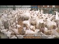 Козьи фермы во Франции 2018 ANGLAIS